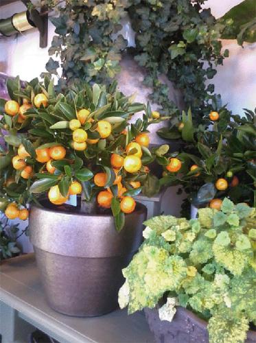 bloemen bezorgen enkhuizen bloembinderij nellie uit abbekerk regiobloemist bloemen bezorgen enkhuizen bloembinderij nellie uit abbekerk regiobloemist